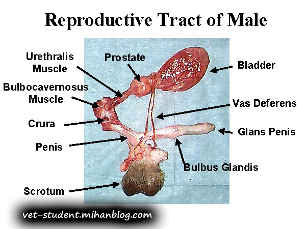عکس دستگاه تناسلی سگ نر