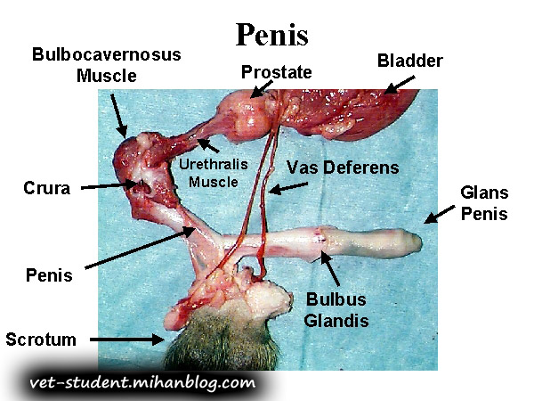 دستگاه تناسلی سگ نر7