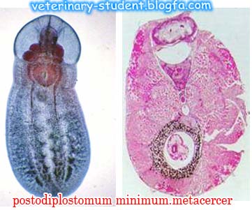 postodiplostomimum manimum